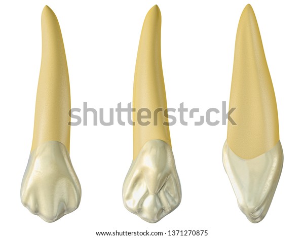 Maxillary Canine Tooth Buccal Palatal Lateral Stock Illustration 1371270875