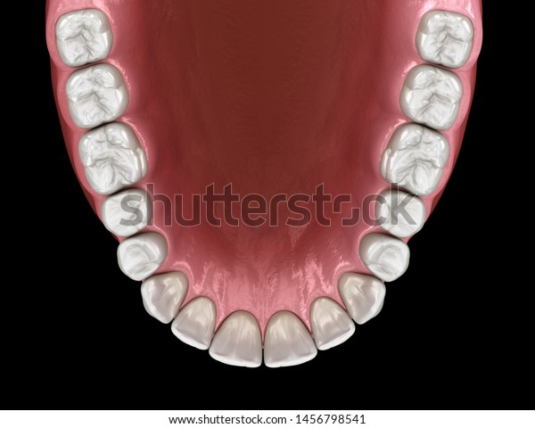 Maxillary human gum and teeth. Medically\
accurate tooth 3D\
illustration