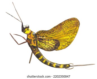 Mayfly Insect Gouache Illustration Hand Painted Artwork Isolated On White Background