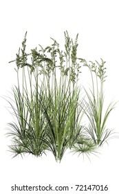 Meadow Grass Isolated