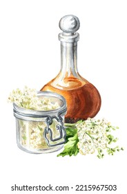 Meadowsweet  Or Spiraea Ulmaria Homemade Tincture, Medical Herb, Plant And Flower.  Hand Drawn Watercolor  Illustration, Isolated On White Background