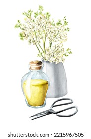 Meadowsweet Or Spiraea Ulmaria Homemade Tincture, Medical Herb, Plant And Flower.  Hand Drawn Watercolor  Illustration Isolated On White Background