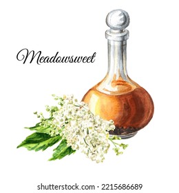 Meadowsweet Or Spiraea Ulmaria Tincture, Medical Herb, Plant And Flower.  Hand Drawn Watercolor  Illustration Isolated On White Background