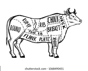 Meat diagram cow engraving raster illustration. Scratch board style imitation. Black and white hand drawn image.