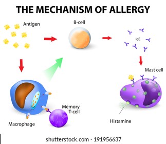 11 Mastocyte microscope Images, Stock Photos & Vectors | Shutterstock