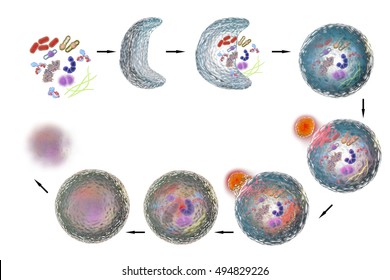 Mechanism Of Cellular Authophagy, Illustration For Nobel Prize Award In Medicine 2016. 3D Illustration