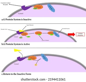 Mechanism Of G Protein Linked Receptor.