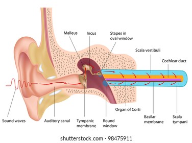 Mechanism of hearing