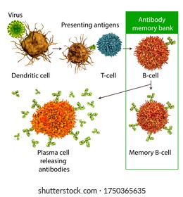 Mechanisms of immune defense against viruses, 3D illustration