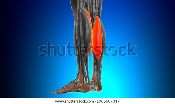 Medial head of gastrocnemius Muscle Anatomy\
For Medical Concept 3D\
Illustration