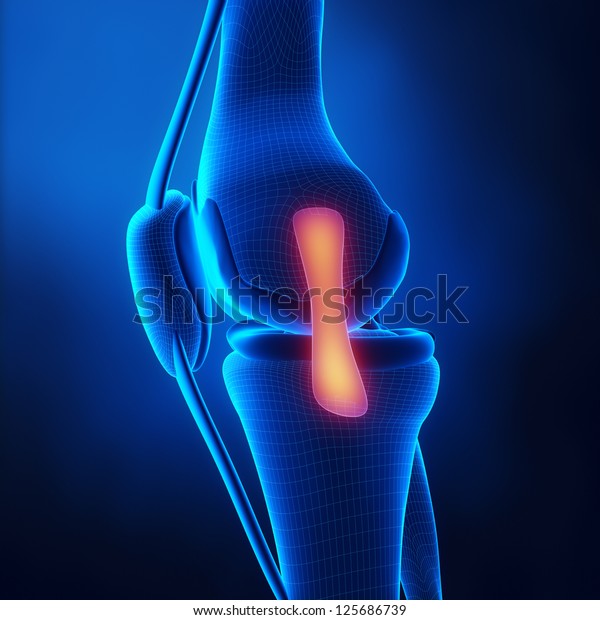 Medial Ligament Knee Anatomy Stock Illustration 125686739 | Shutterstock