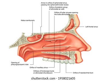 575 Nasal septum Images, Stock Photos & Vectors | Shutterstock