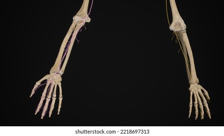 Median Nerve In Forearm.3d Rendering