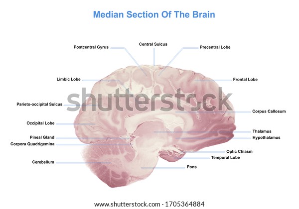 Median Section Brain Anatomy Human Brain Stock Illustration 1705364884