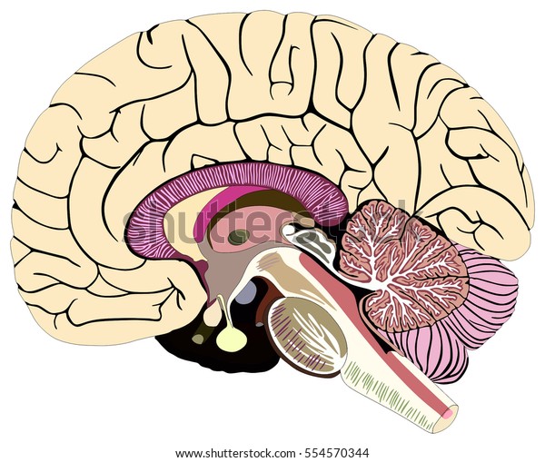小脳 視床視床 視床下部 橋髄中央溝 松果体の全部を持つ ヒトの脳解剖学的構造図の中央部分 のイラスト素材
