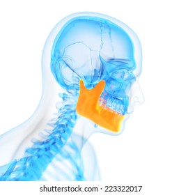 Medical 3d Illustration Of The Jaw Bone