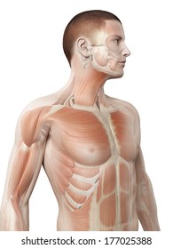medical 3d illustration - male muscle system - upper body
