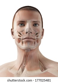 medical 3d illustration - male muscle system - facial muscles