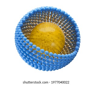 Medical 3D illustration of a monolayer micelle structure with a fat-soluble molecule inside the particle and one tail pointing inwards. Isolated on white background