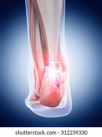 Achilles Tendon High Res Stock Images Shutterstock