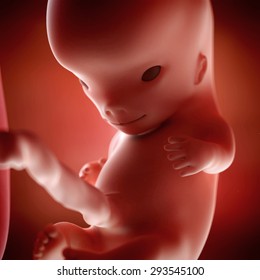 Fetus 10 Week High Res Stock Images Shutterstock