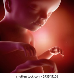 Embryo Phase Born 3d Render Stock Illustration