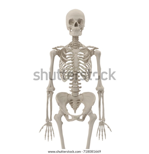 白い背景に医療用の正確な女性の骸骨 3dイラスト のイラスト素材