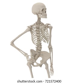 Medical Accurate Female Skeleton Standing Pose Stock Illustration ...