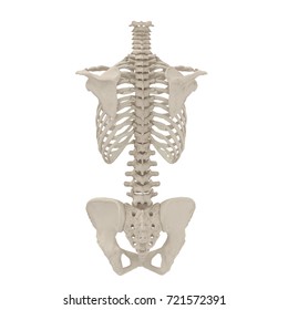 Medical Accurate Female Torso Skeleton On Stock Illustration 721572391 ...