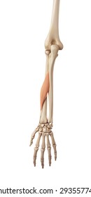 256 Abductor Pollicis Longus Images, Stock Photos & Vectors | Shutterstock