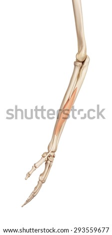 royalty free stock illustration of medical accurate illustration