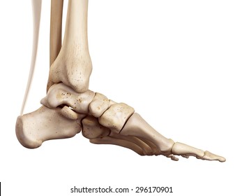 medical accurate illustration of the achilles tendon