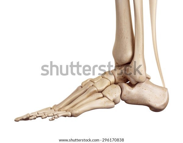 Medical Accurate Illustration Achilles Tendon Stock Illustration ...