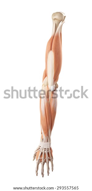 Medical Accurate Illustration Arm Muscles Stock Illustration 293557565 ...