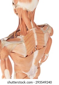 medical accurate illustration of the back muscles