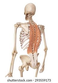 medical accurate illustration of the deep back muscles