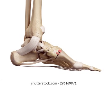medical accurate illustration of the dorsal tarsometatarsal ligament
