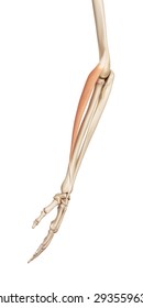 Medical Accurate Illustration Extensor Carpi Radialis Stock ...