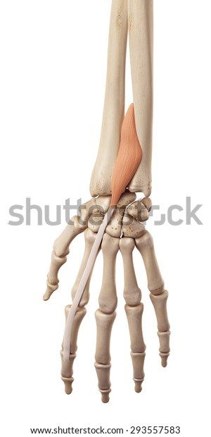 Medical Accurate Illustration Extensor Indicis Stock Illustration 293557583