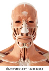 medical accurate illustration of the facial muscles