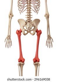 Medical Accurate Illustration Of The Femur Bone