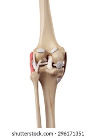 Medical Accurate Illustration Fibular Collateral Ligament Stock ...