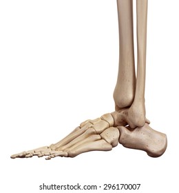 medical accurate illustration of the foot bones