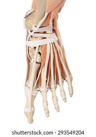 medical accurate illustration of the foot muscles