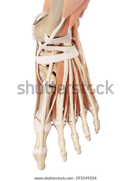 足の筋肉の医学的な正確な例 のイラスト素材