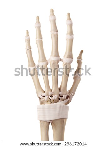 medical accurate illustration hand