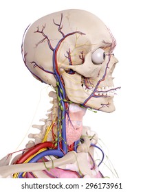 Medical Accurate Illustration Head Anatomy Stock Illustration 296173961 ...