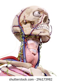 medical accurate illustration of the head anatomy