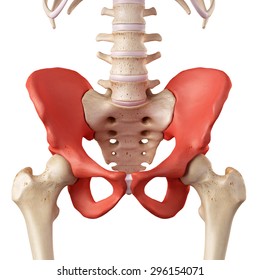 Medical Accurate Illustration Of The Hip Bone