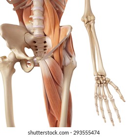 Medical Accurate Illustration Of The Hip And Leg Muscles